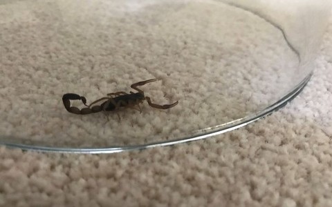 Brytyjka użądlona przez skorpiona. Ratownicy medyczni nie wiedzieli jak zareagować