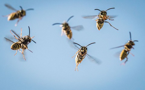 How to avoid being stung by drunk angry wasps