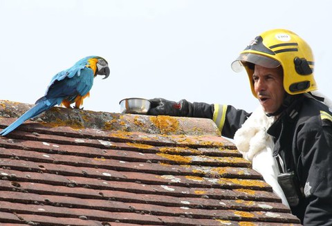 Parrot tells firefighter to 'f**k off' after getting stuck on roof