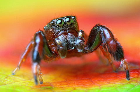 Rare jumping spider discovered in UK for first time ever