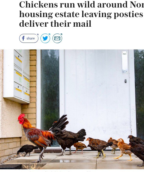 Chickens run wild around Norfolk housing estate leaving posties scared to deliver their mail