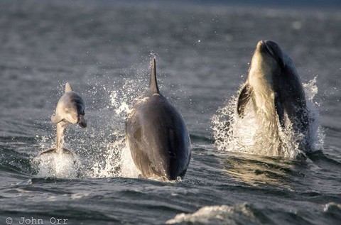 Młode delfiny u wybrzeży półwyspu Black Isle w Szkocji