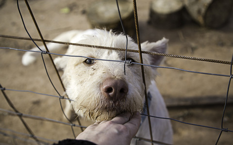 Raport: 100 Polaków rocznie trafia do więzienia za znęcanie się nad zwierzętami