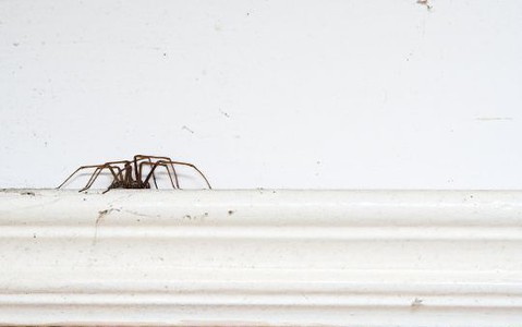 W UK rozpoczął się sezon godowy pająków. Szukają partnerów w domach