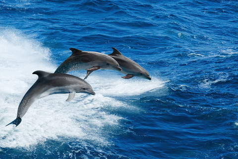Wybrzeże Wielkiej Brytanii rajem dla delfinów i morświnów