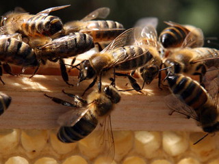 Polacy importują pszczoły na Wyspy