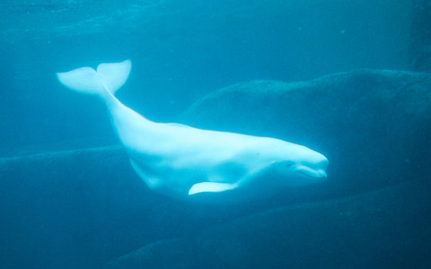 Beluga whale spotted in the Thames off Gravesend