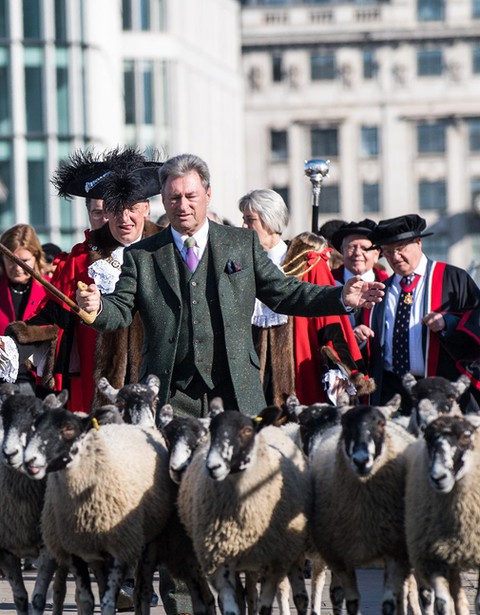 Owce na London Bridge w Londynie? Taka tradycja