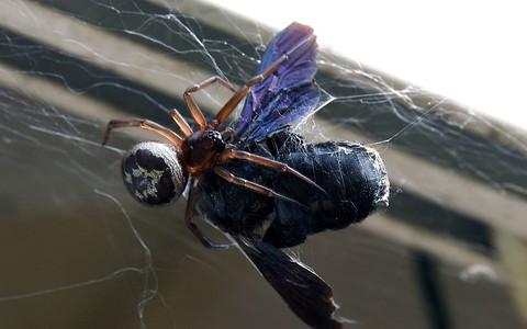 Londyn: Coraz więcej szkół zamykanych przez inwazję jadowitych pająków