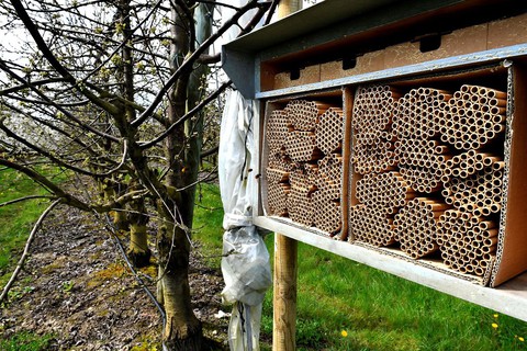 Pszczelarze zadowoleni. Rekordowe zbiory miodu w UK