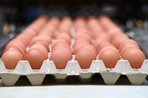 600 osób na Wyspach zatruło się salmonellą z polskich jajek