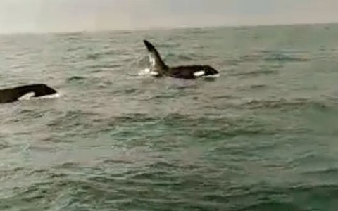Rybacy donoszą o orkach u wybrzeży Dublina [WIDEO]