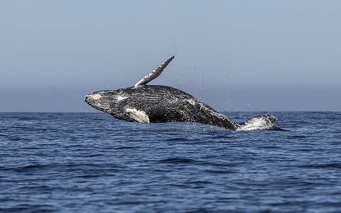 Koszmar wielorybów powraca. Japonia wznawia komercyjne połowy