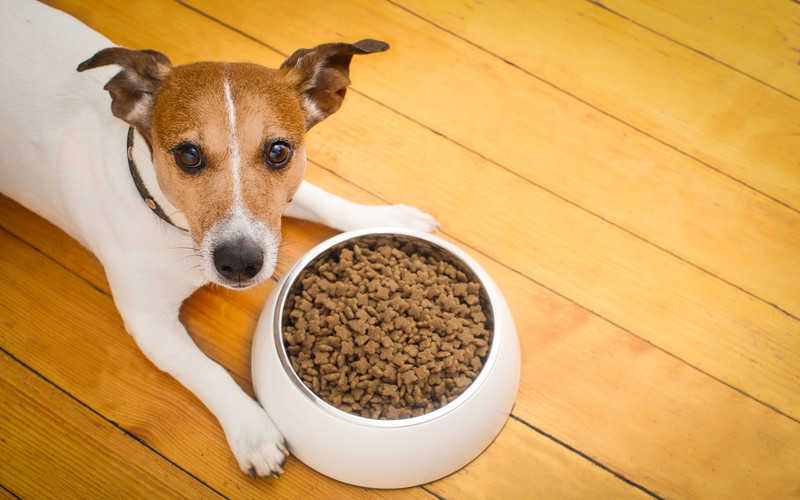 Dog food made from insects to go on sale in UK for first time