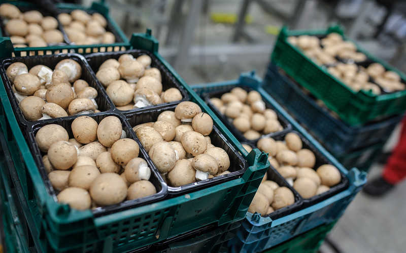 Ireland's 120m euro mushroom industry in the dark as Brexit looms