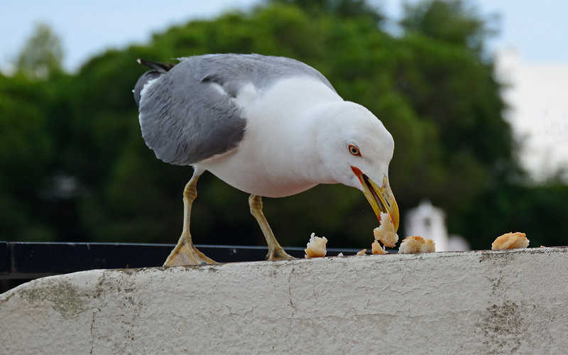 Venice: More aggressive and hungry gulls attack people