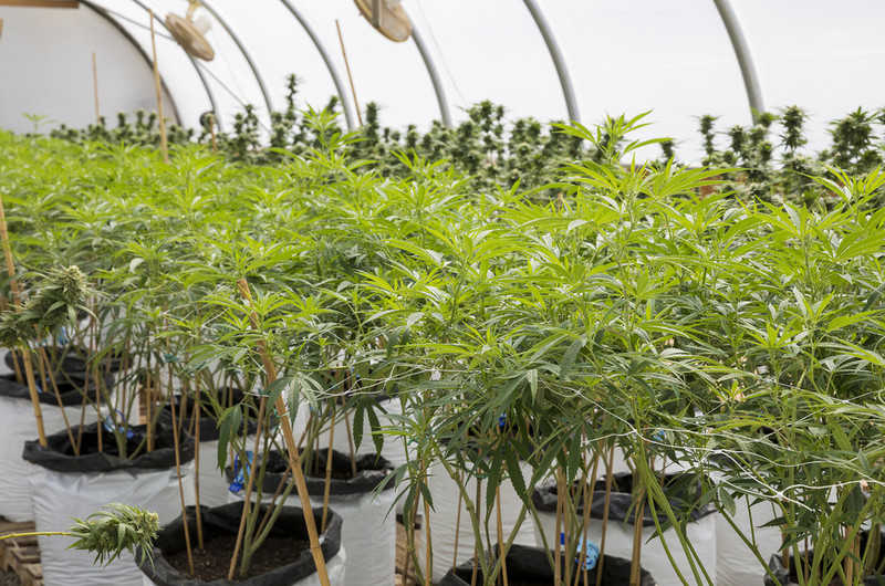 'Sophisticated' cannabis grow house uncovered in Limerick during garda searches