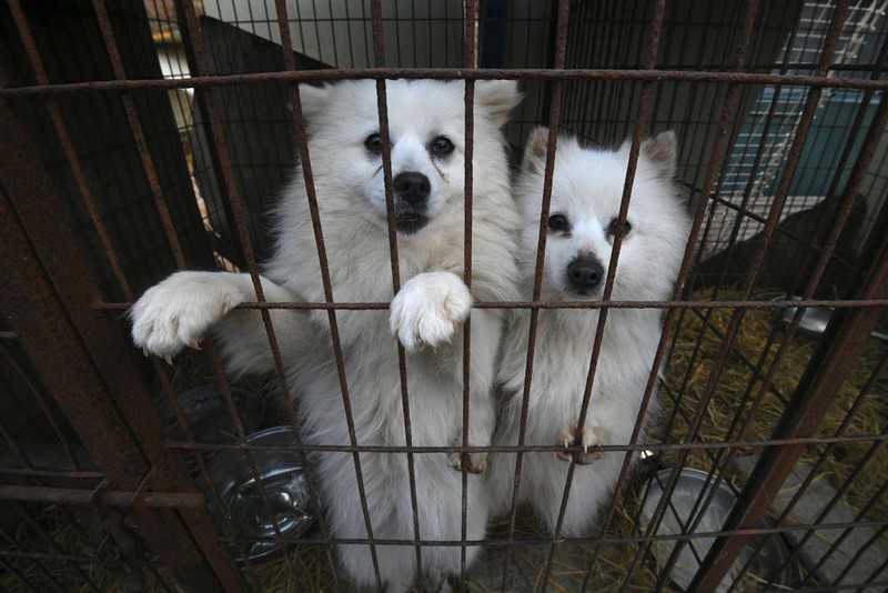 UK 'must ban unspeakably cruel' dog meat trade