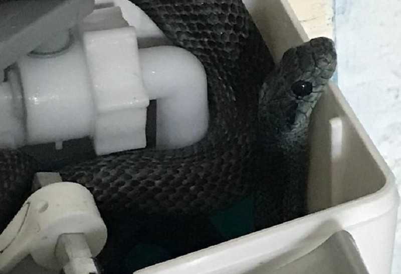 Couple find 4ft snake living in their toilet