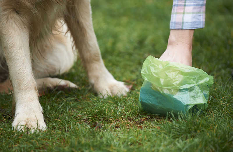 £1 500 kary za psie odchody we własnym ogródku