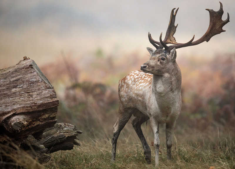 Ireland on alert for 'zombie' disease that attacks deer's brains