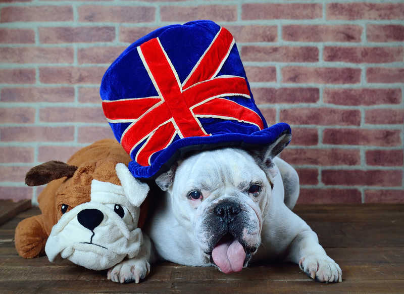 Brytyjczycy wydali 125 mln funtów na urodziny swoich psów 