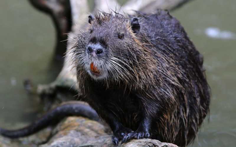 Dublin under threat from 'large invasive rodent' spotted along city's royal canal