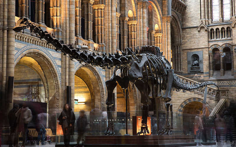 Natural History Museum w Londynie chce wykopać gigantyczne dinozaury