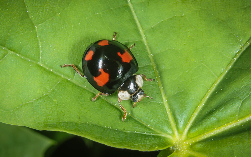 An STD-ridden ladybird species is back and threatening to invade the UK all over again
