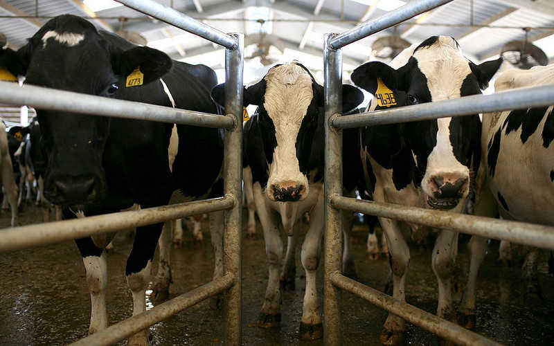 Brytyjskie krowy testują łączność 5G