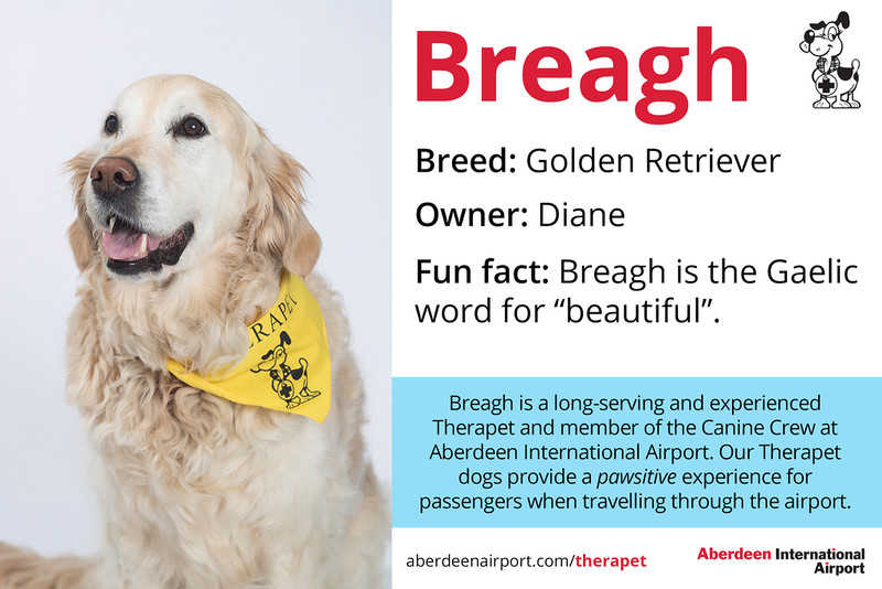 Psy będą uspokajać nerwowych pasażerów na lotnisku w Szkocji