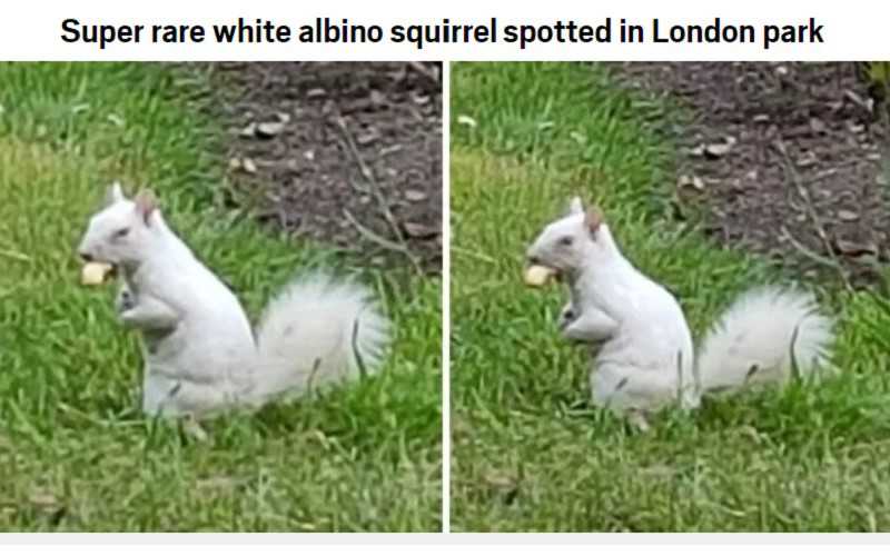 Prawdziwa rzadkość: Wiewiórka albinoska w parku w Londynie
