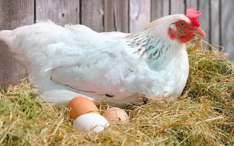 Na Wyspach kolejne przypadki zatrucia salmonellą z polskich jajek
