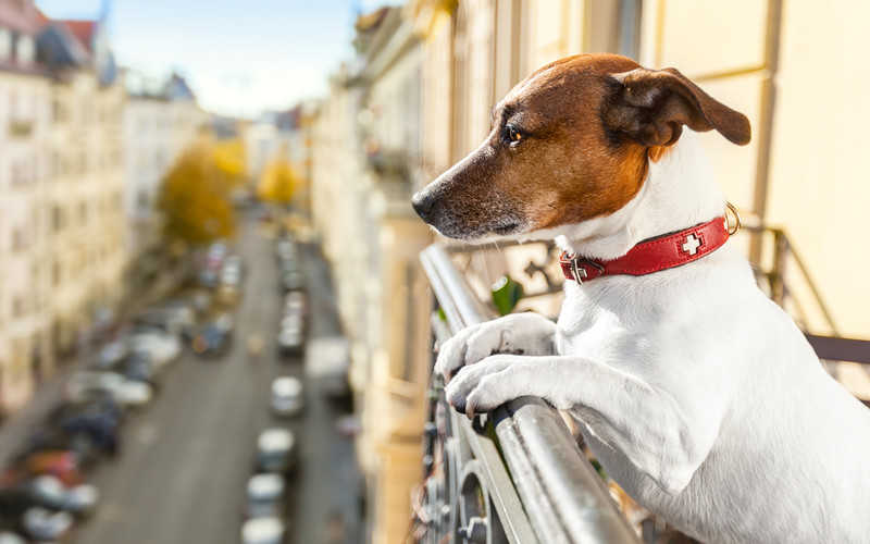 Kara do 500 euro za zostawianie psów na balkonach