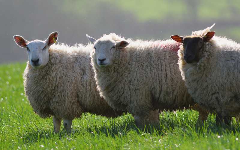 Belgia: Lotnisko "zatrudniło" owce do koszenia trawy