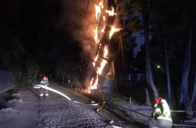 Warsaw: At night, the oldest oak in Mazovia burned down