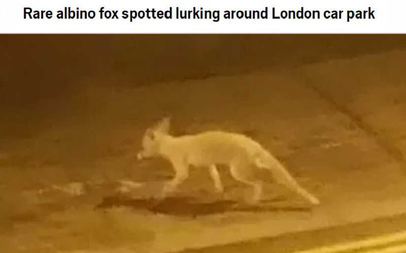 Rare albino fox spotted lurking around London car park 