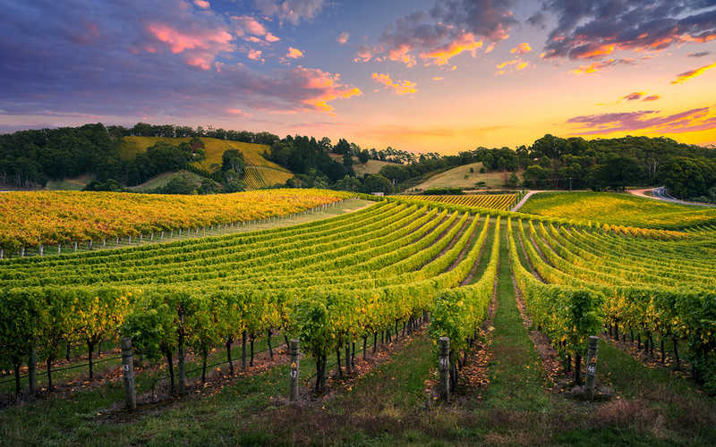 Economist: The climate is conducive to the production of Polish wines