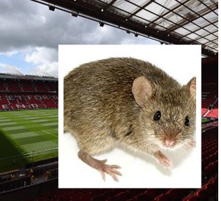 Manchester United had problems before with mice since 2006