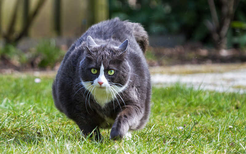 Canada: Domestic cats are overweight as humans do