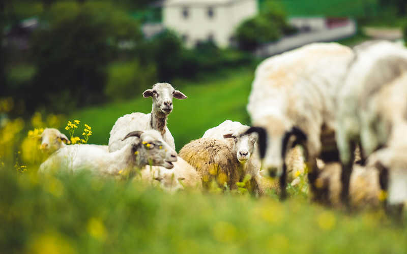 Niecodzienny telefon na policję: "Owce chcą zjeść moje dzieci"