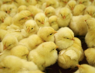 Sexers are paid £40,000 to determine whether chicks are male or female  