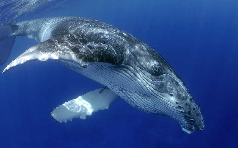 UK: Coraz więcej wielorybów ginie na plażach 