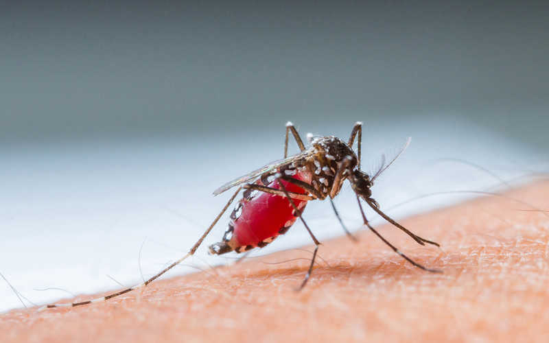Experts: By 2050, the world can get rid of malaria