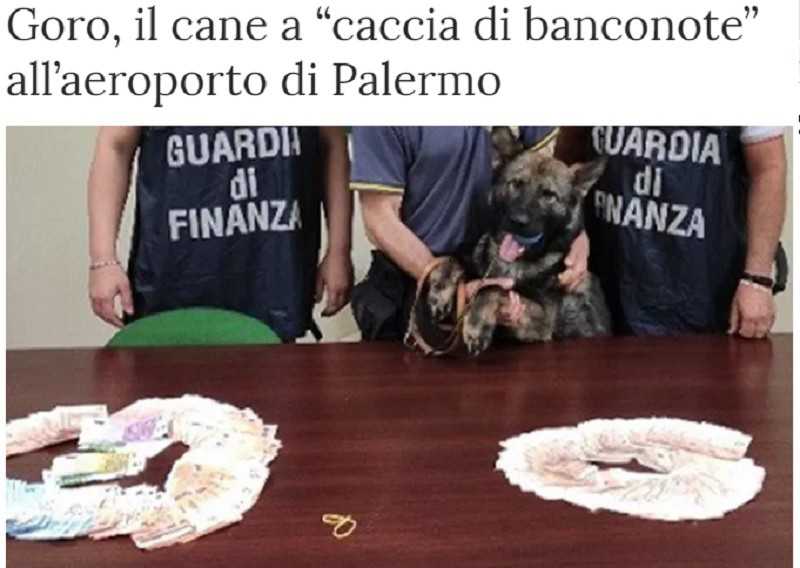 Na lotnisku w Palermo służy owczarek z wyjątkowym nosem do pieniędzy