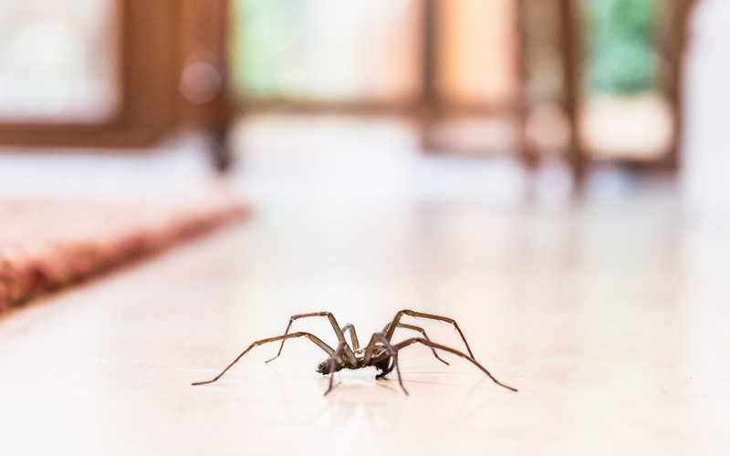 W UK zaczyna się sezon na pająki w domu