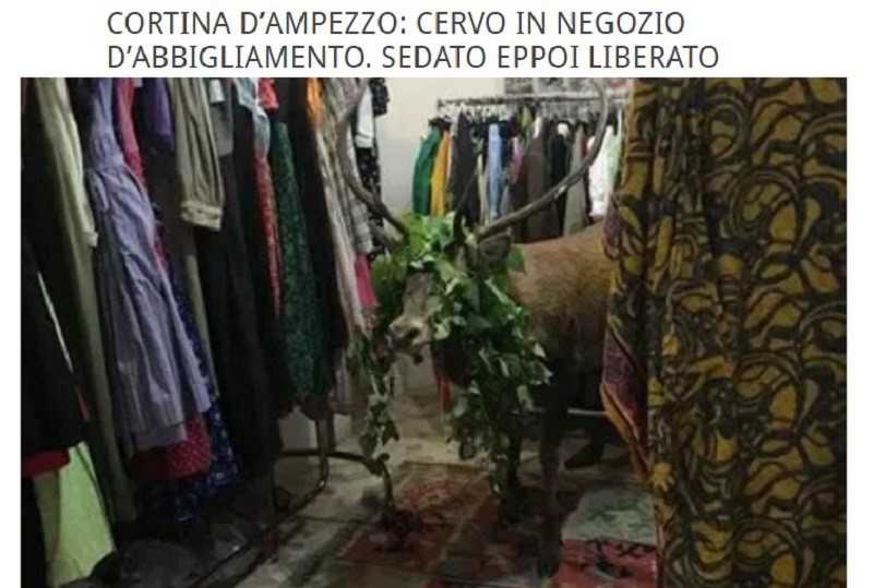 Jeleń wszedł do sklepu z ubraniami w centrum włoskiego kurortu