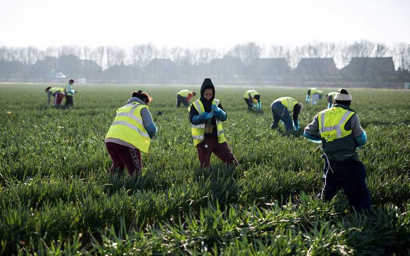 Brexit: Brytyjskie rolnictwo już kuleje bez pracowników z UE