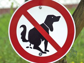 Dog walkers who don't clean up their pet's mess to face £100 fine 