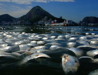  Rio 2016: Dead fish wash up in Olympic lagoon